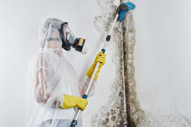 Best Post-Flood Mold Remediation in Kent Estates, IA