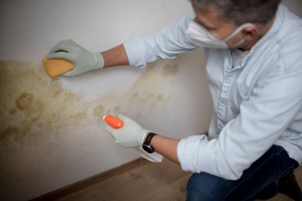 Best Insurance-Related Mold Remediation in Kent Estates, IA